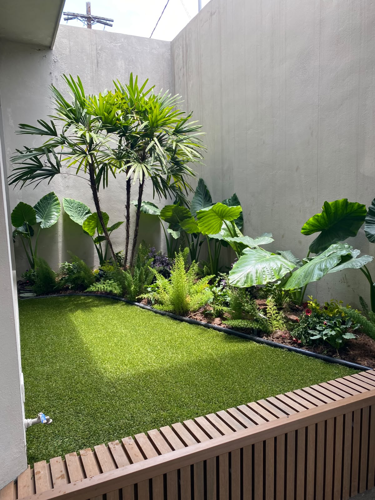 Composición de vegetación en patio