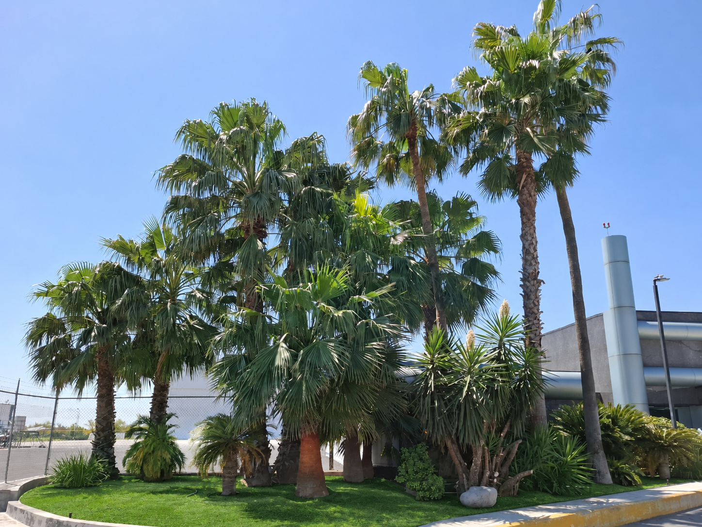 Paisajismo con palmeras